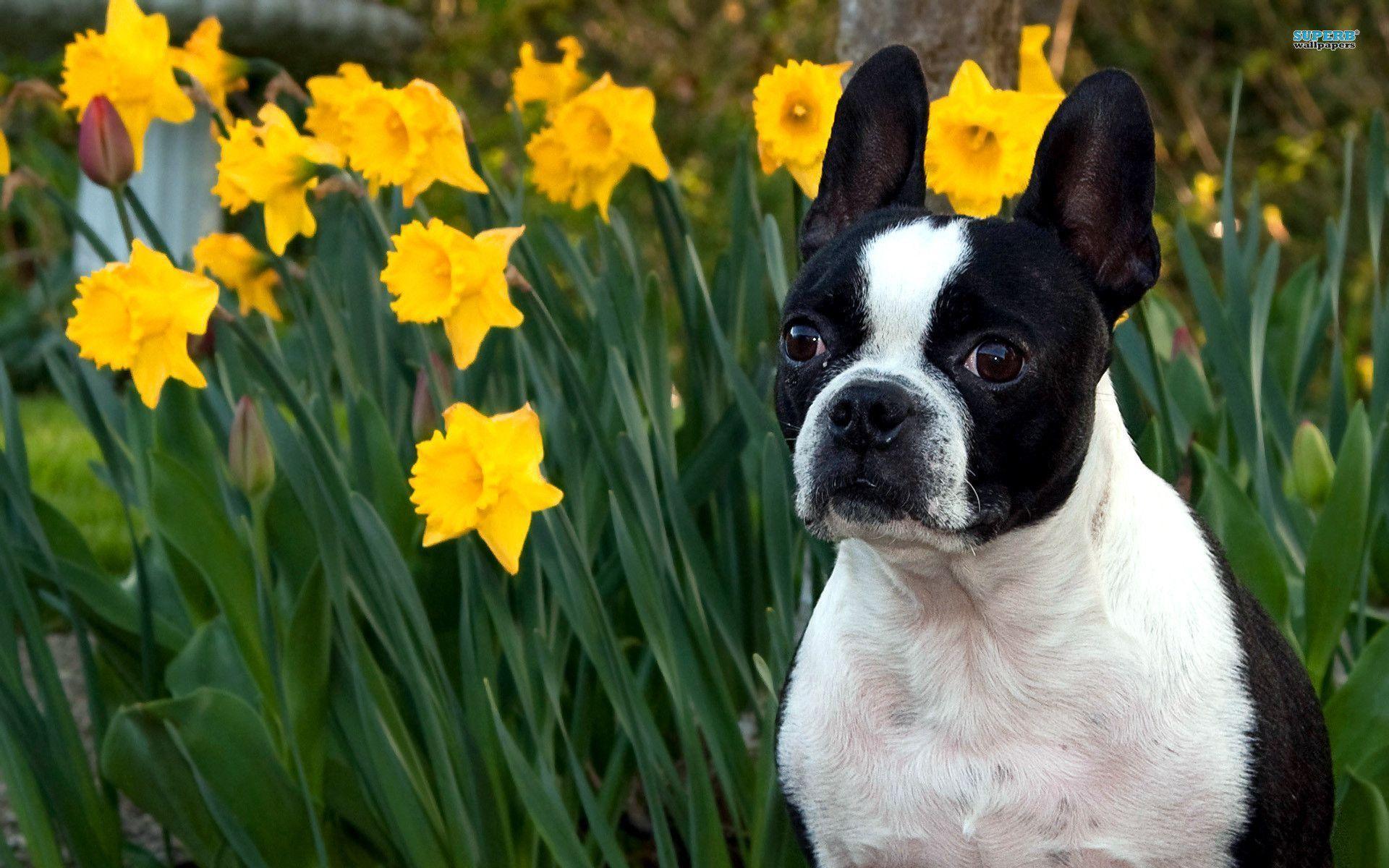 Boston Terrier Wallpapers Wallpaper Cave