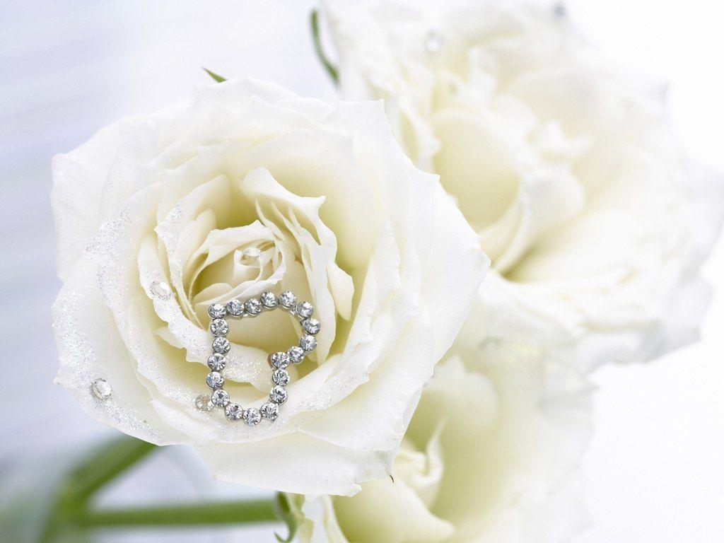 White Rose Wallpapers Wallpaper Cave