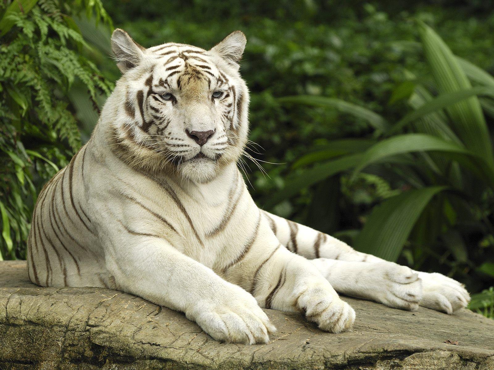 Free White Tiger Wallpapers Wallpaper Cave