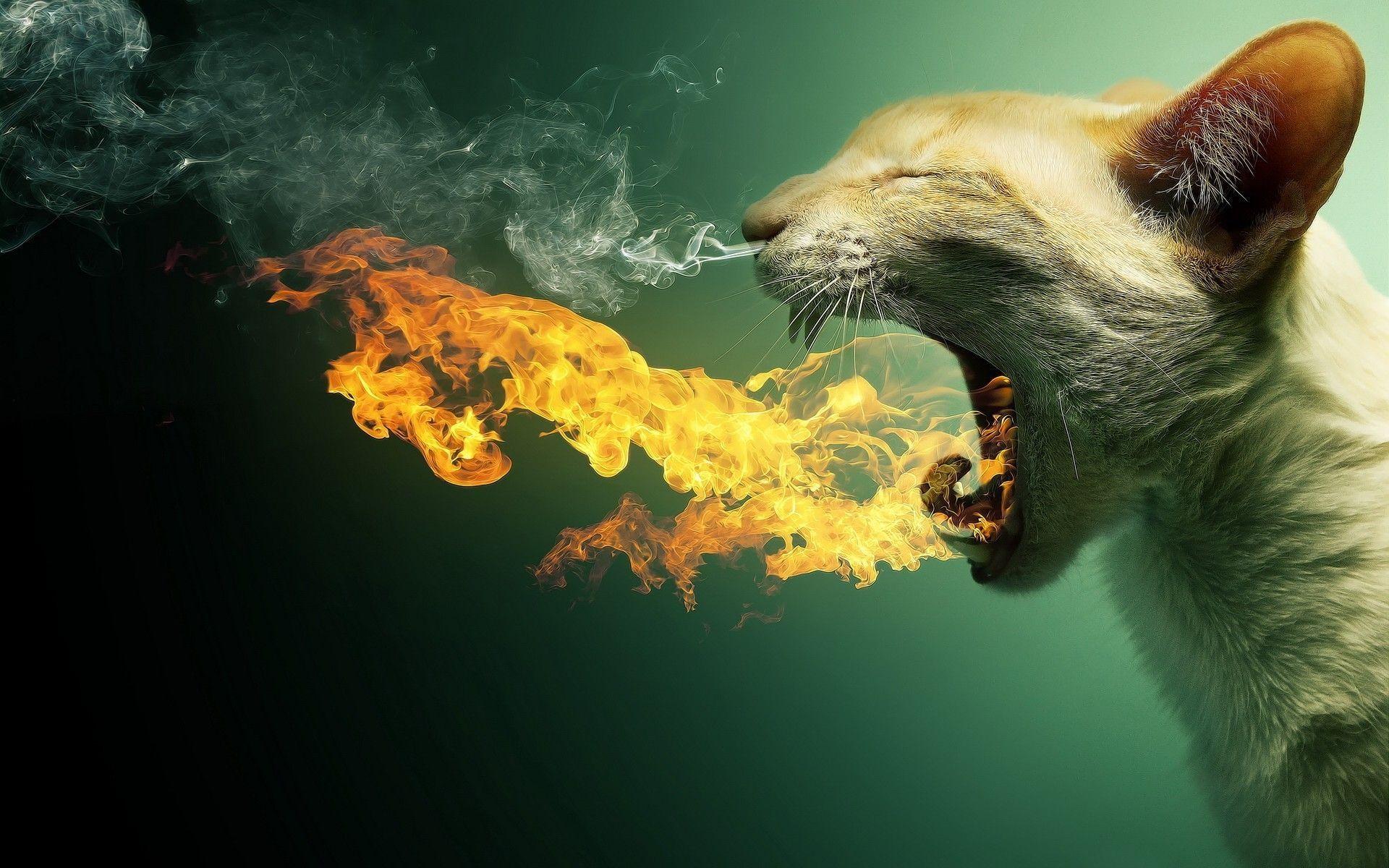 HD Funny Wallpapers Wallpaper Cave
