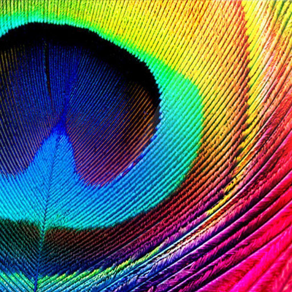 Peacock Feather Wallpaper For Mobile Feather Hq Wallpapers Hd Amazing