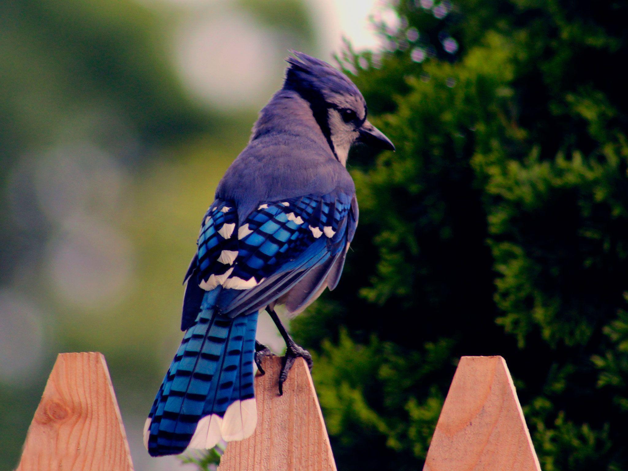 Blue Jay Wallpapers Wallpaper Cave