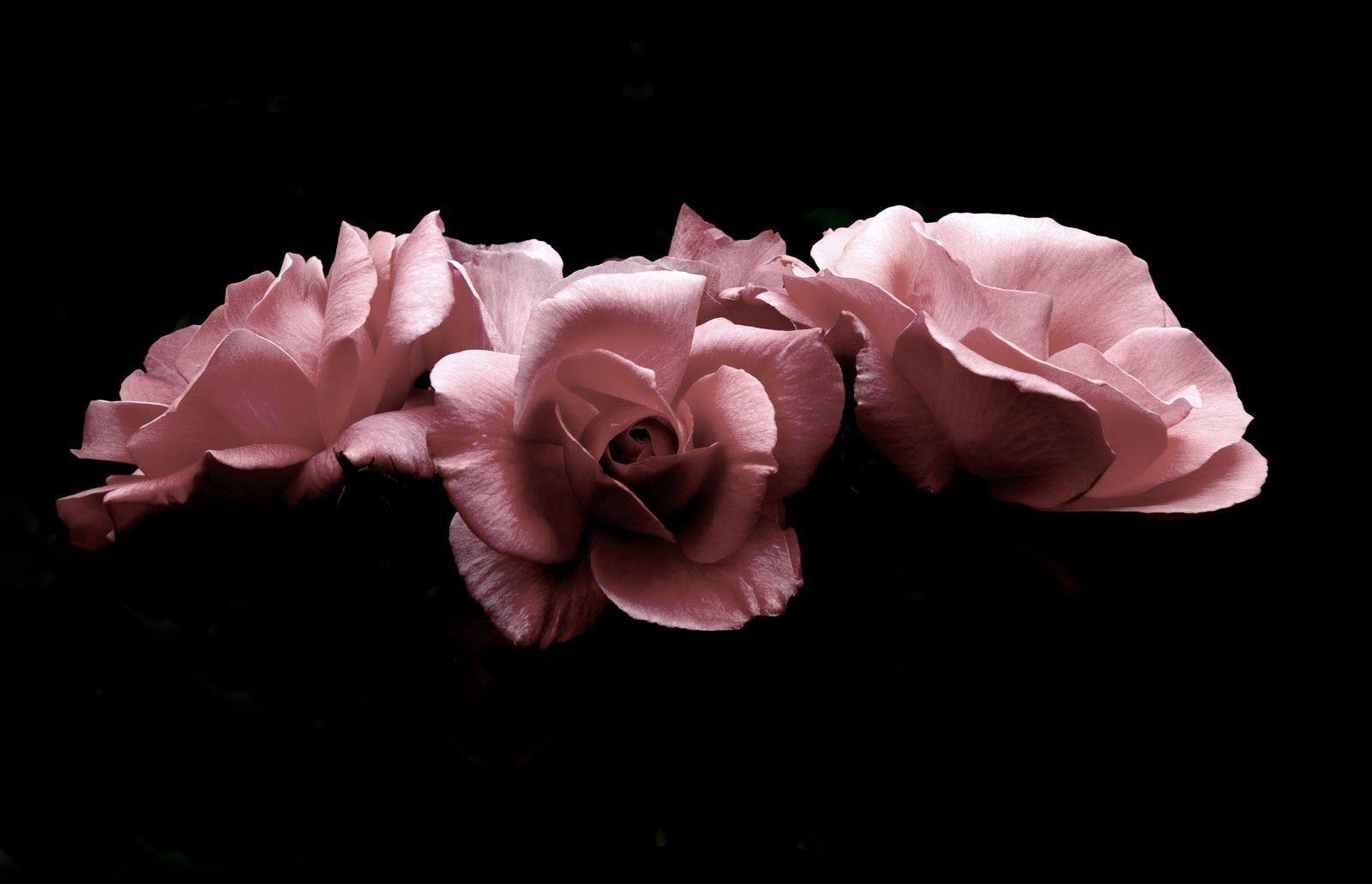 Roses With Black Backgrounds Wallpaper Cave
