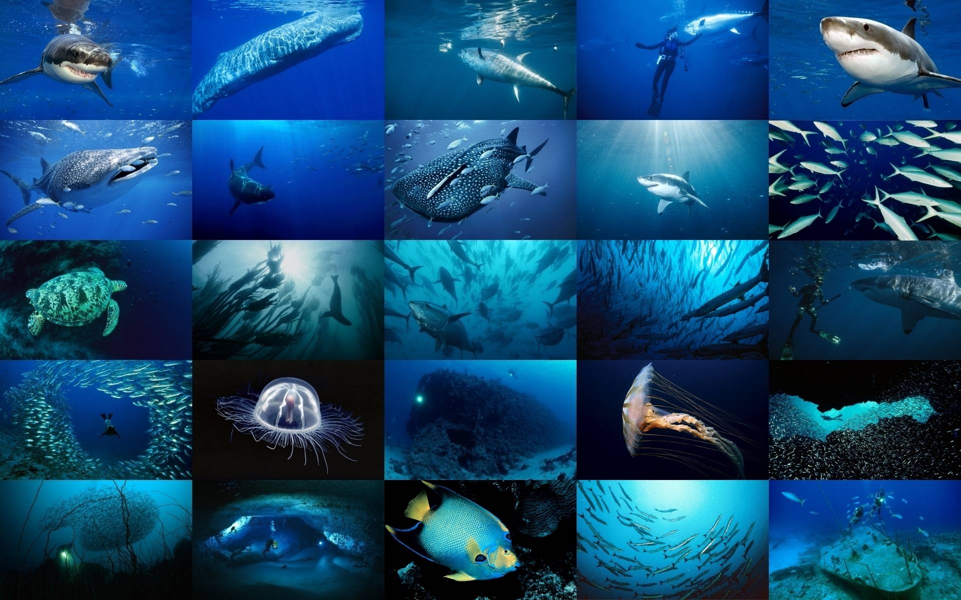 Sea Life Wallpapers Wallpaper Cave