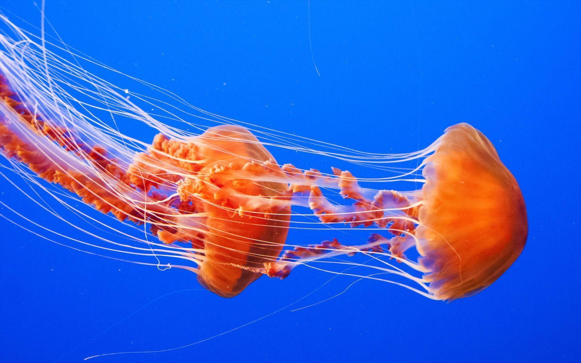Jellyfish Wallpapers Wallpaper Cave