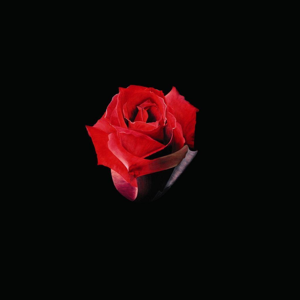 Single Red Rose Wallpapers Wallpaper Cave