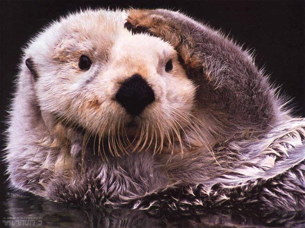 Sea Otter Wallpapers Wallpaper Cave