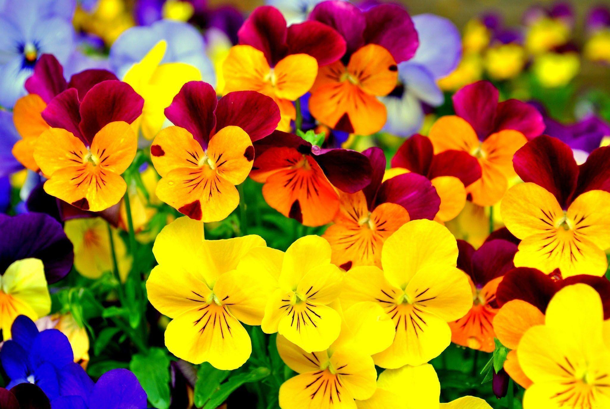Pansy Wallpapers Wallpaper Cave