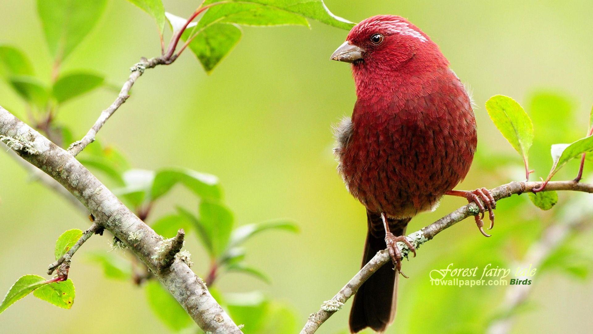 Red Bird Wallpapers Wallpaper Cave