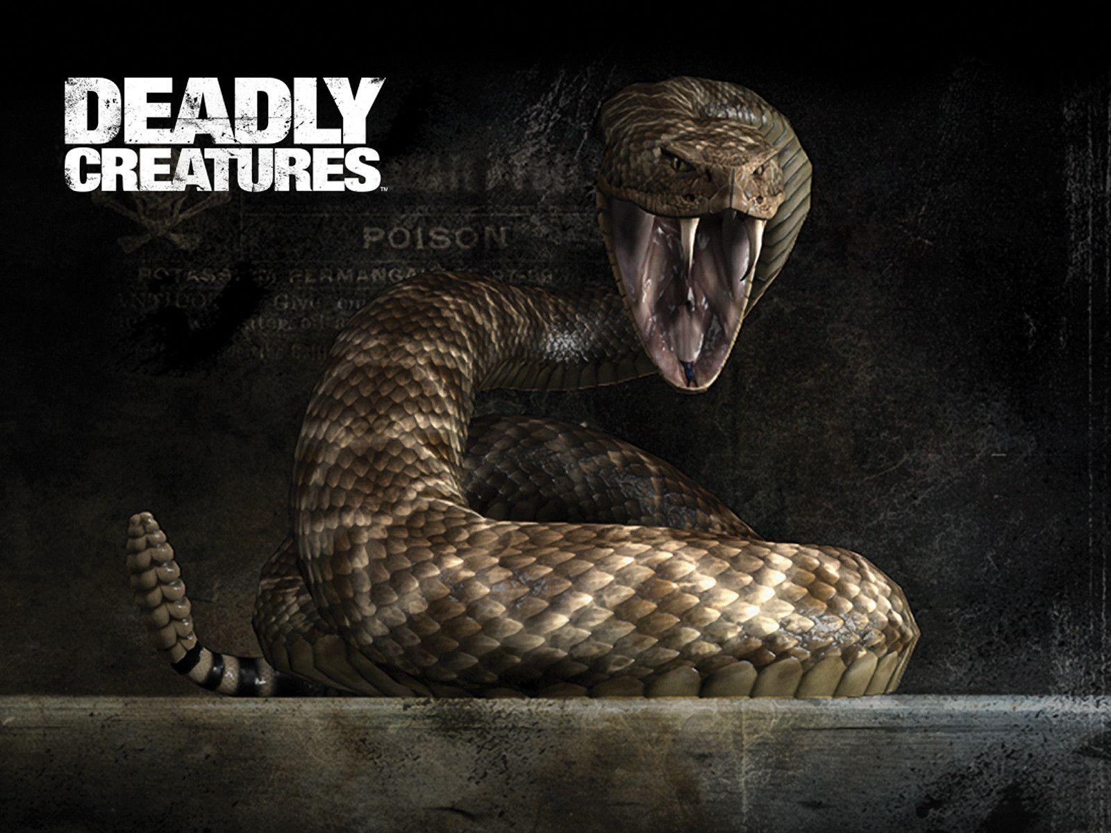 Rattlesnake Wallpapers Wallpaper Cave