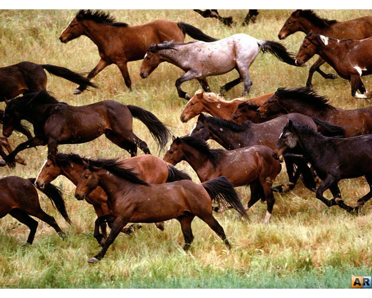 Quarter Horse Wallpapers Wallpaper Cave