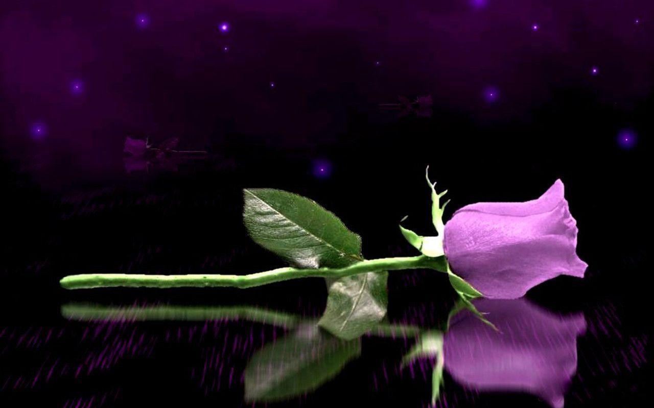 Purple Roses Wallpapers Wallpaper Cave