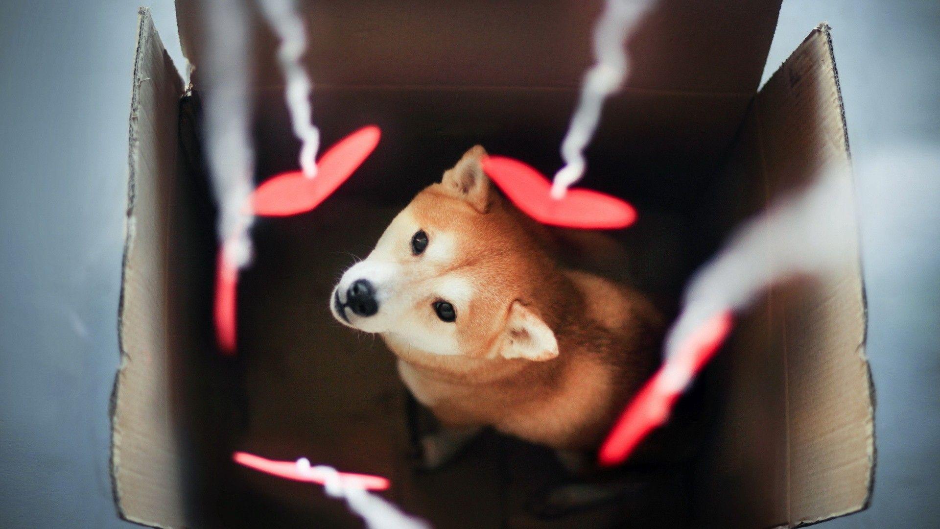 Shiba Inu Wallpapers Wallpaper Cave