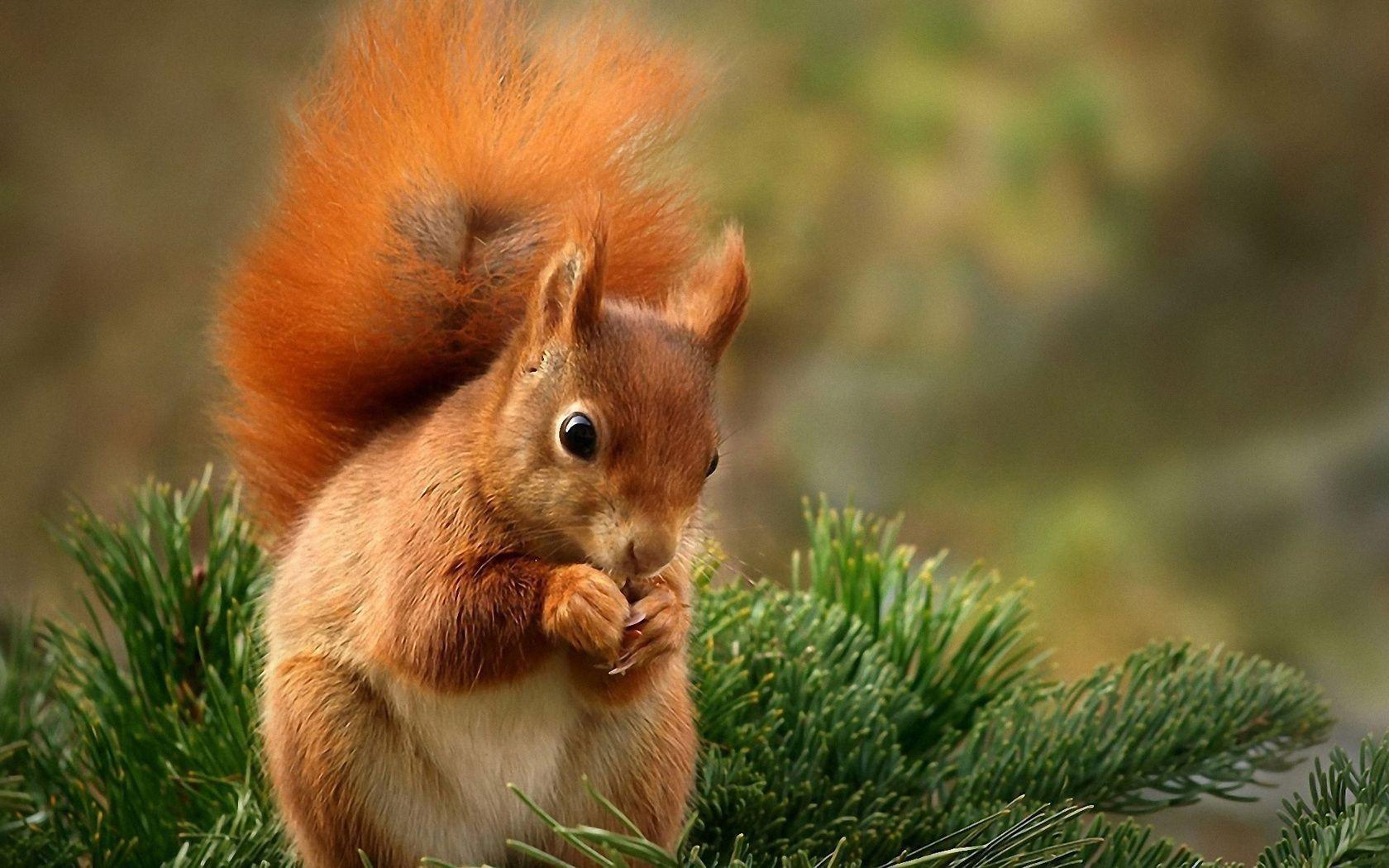 Squirrel Wallpapers Wallpaper Cave