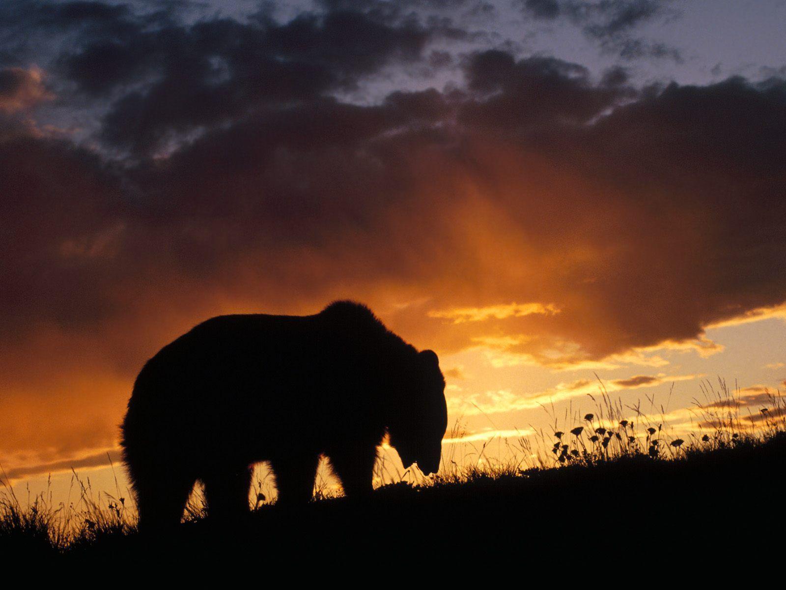 Grizzly Bear Wallpapers Wallpaper Cave