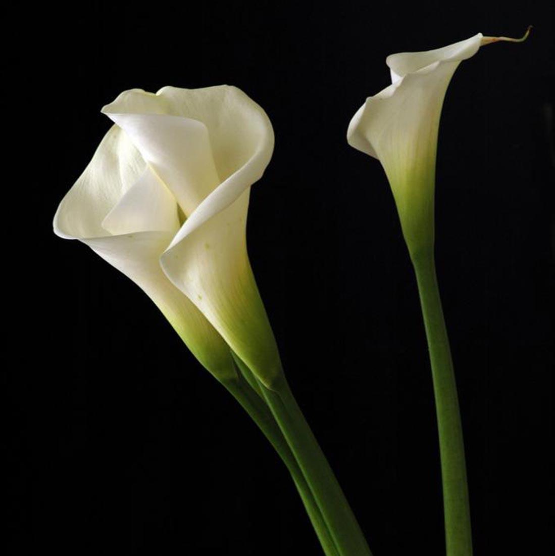 Calla Lily Wallpapers Wallpaper Cave