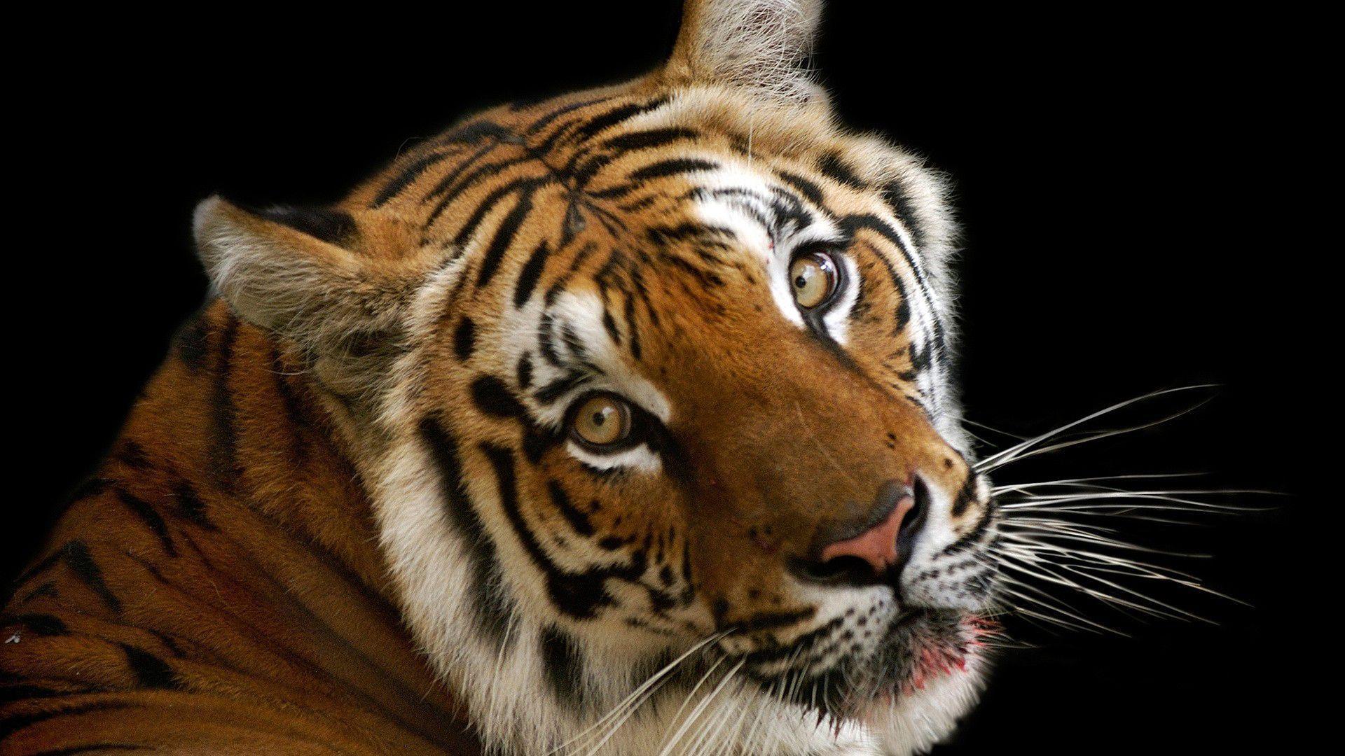 Tiger Face Wallpapers Wallpaper Cave