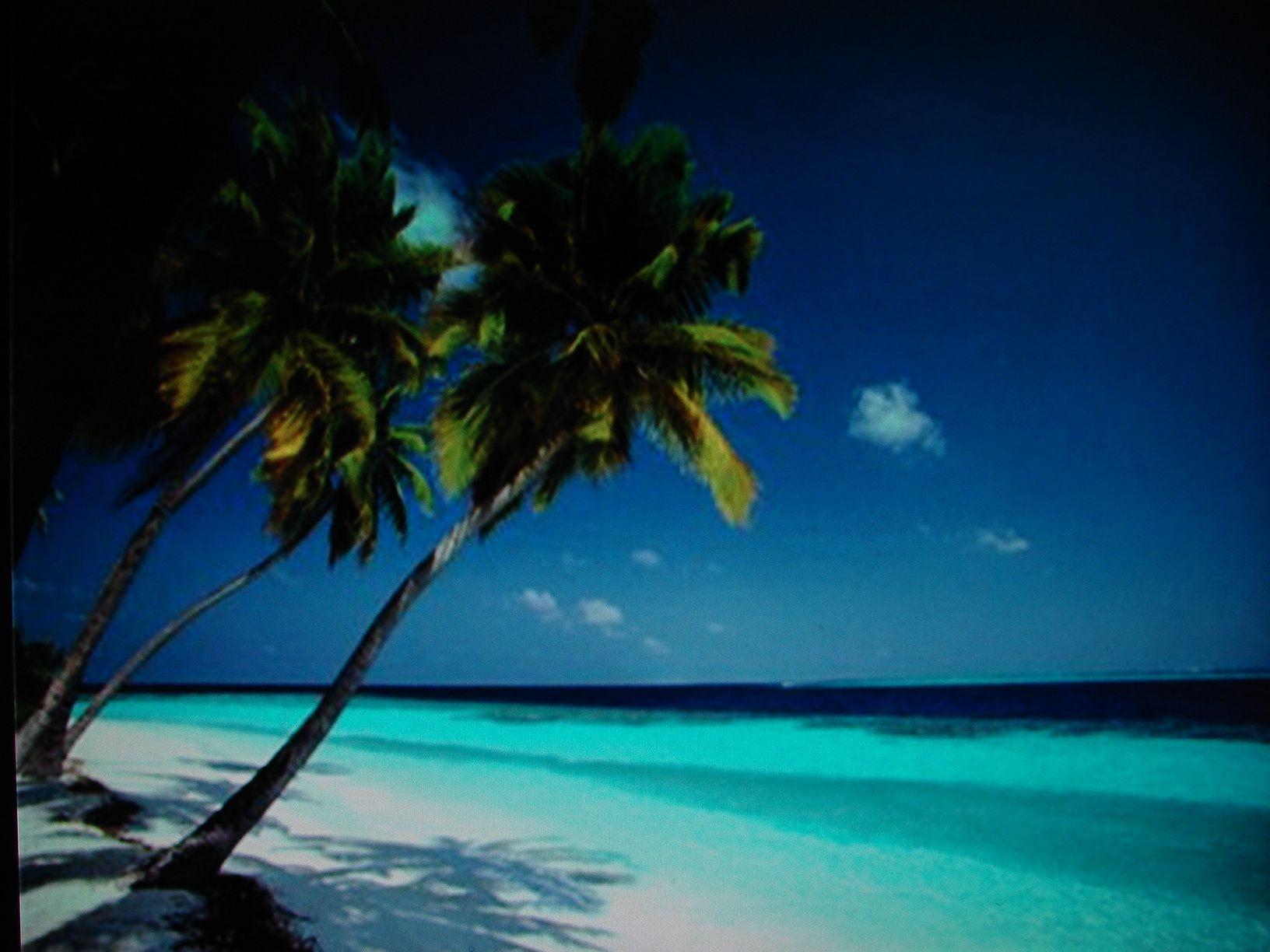 Free Caribbean Beach Wallpapers Wallpaper Cave