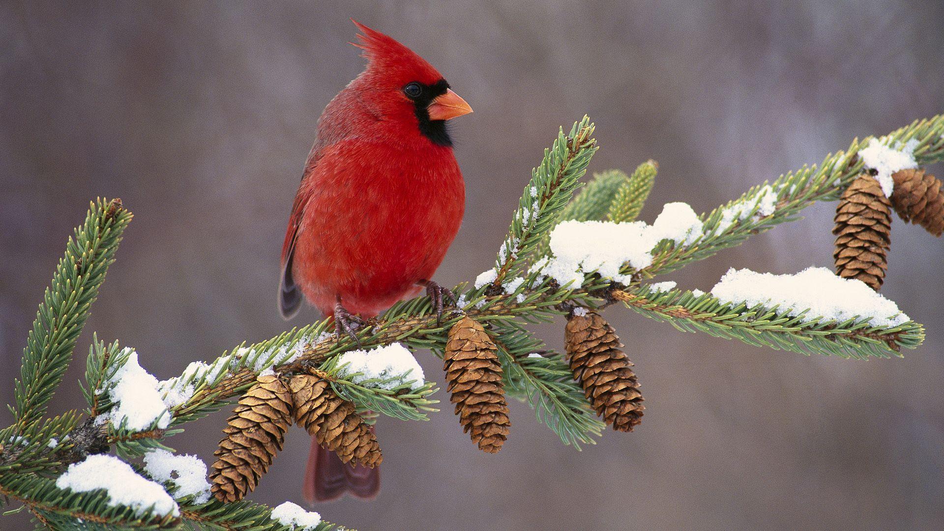Cardinal Bird Wallpapers Wallpaper Cave