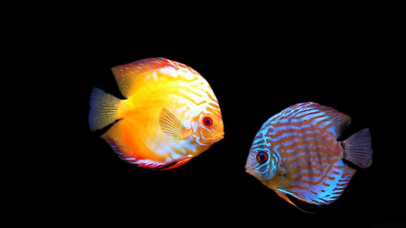 Discus Fish Wallpapers Wallpaper Cave