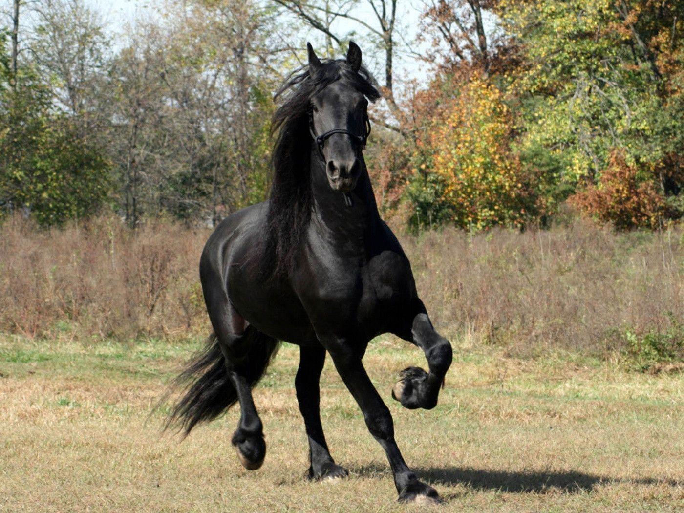 Black Horse Wallpapers Wallpaper Cave