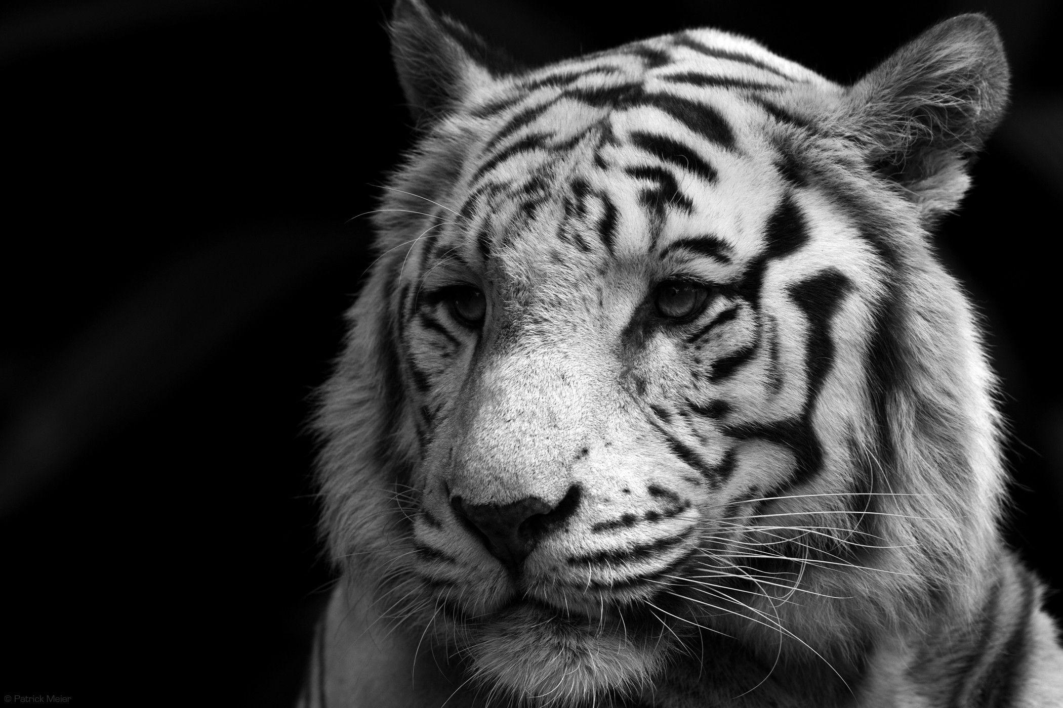 White Bengal Tiger Wallpapers Wallpaper Cave