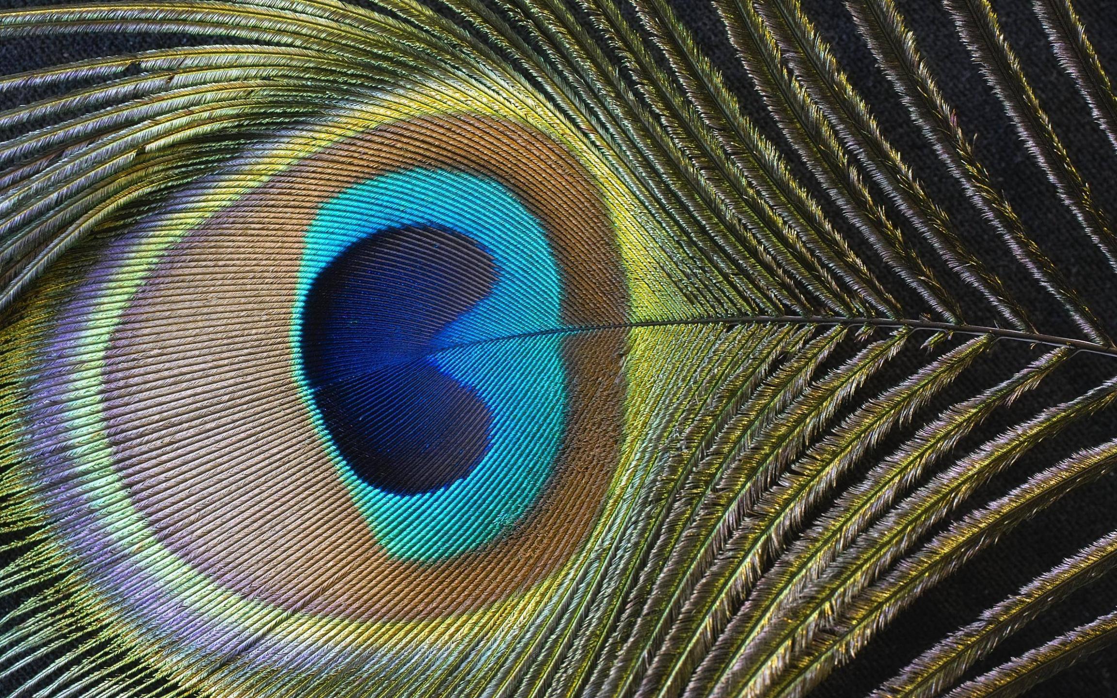 Peacock Feather Wallpapers Wallpaper Cave