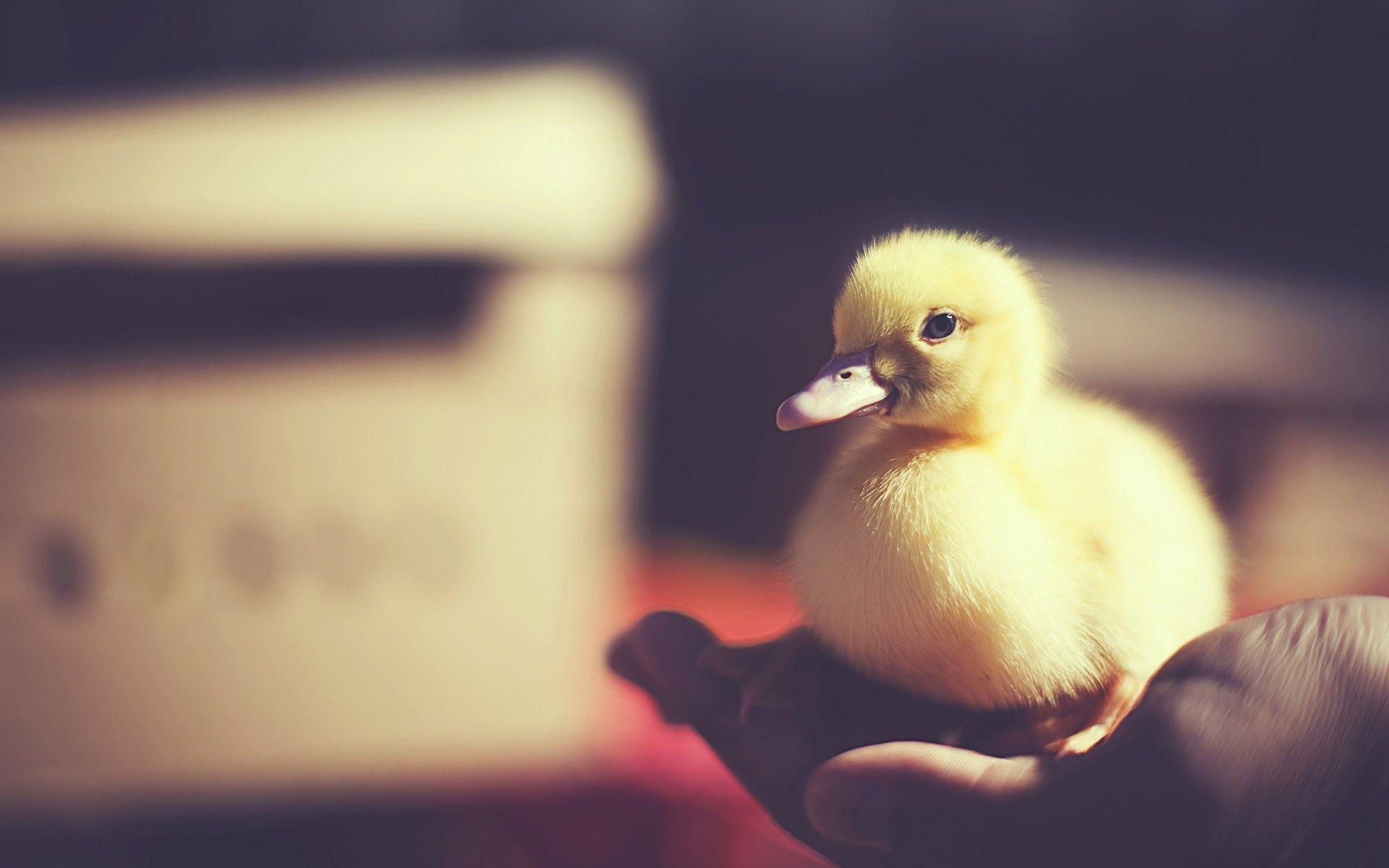 Baby Duck Wallpapers Wallpaper Cave