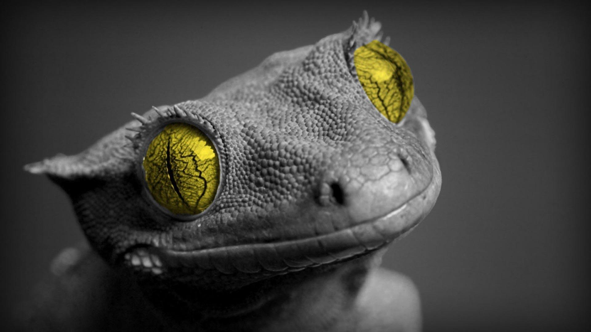 Lizard Wallpapers Wallpaper Cave