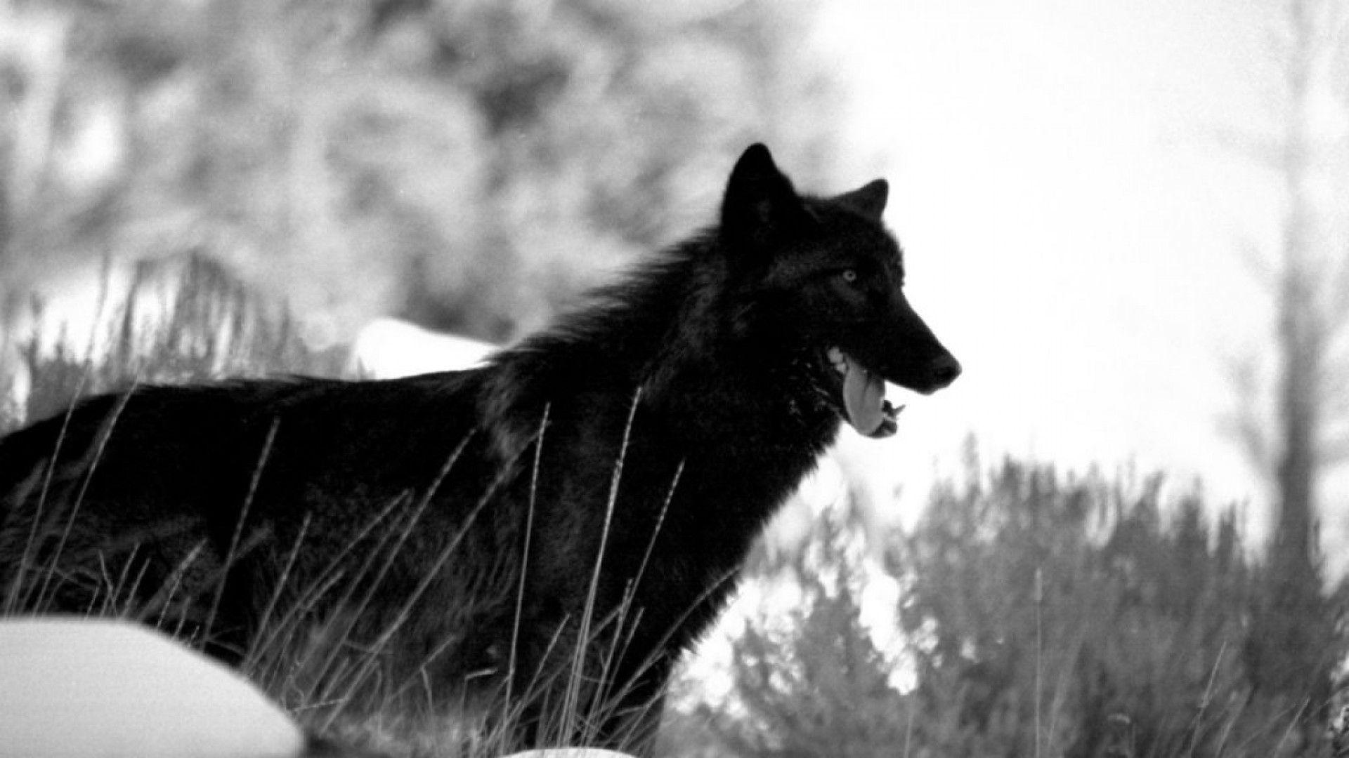 Black Wolf Wallpapers Wallpaper Cave