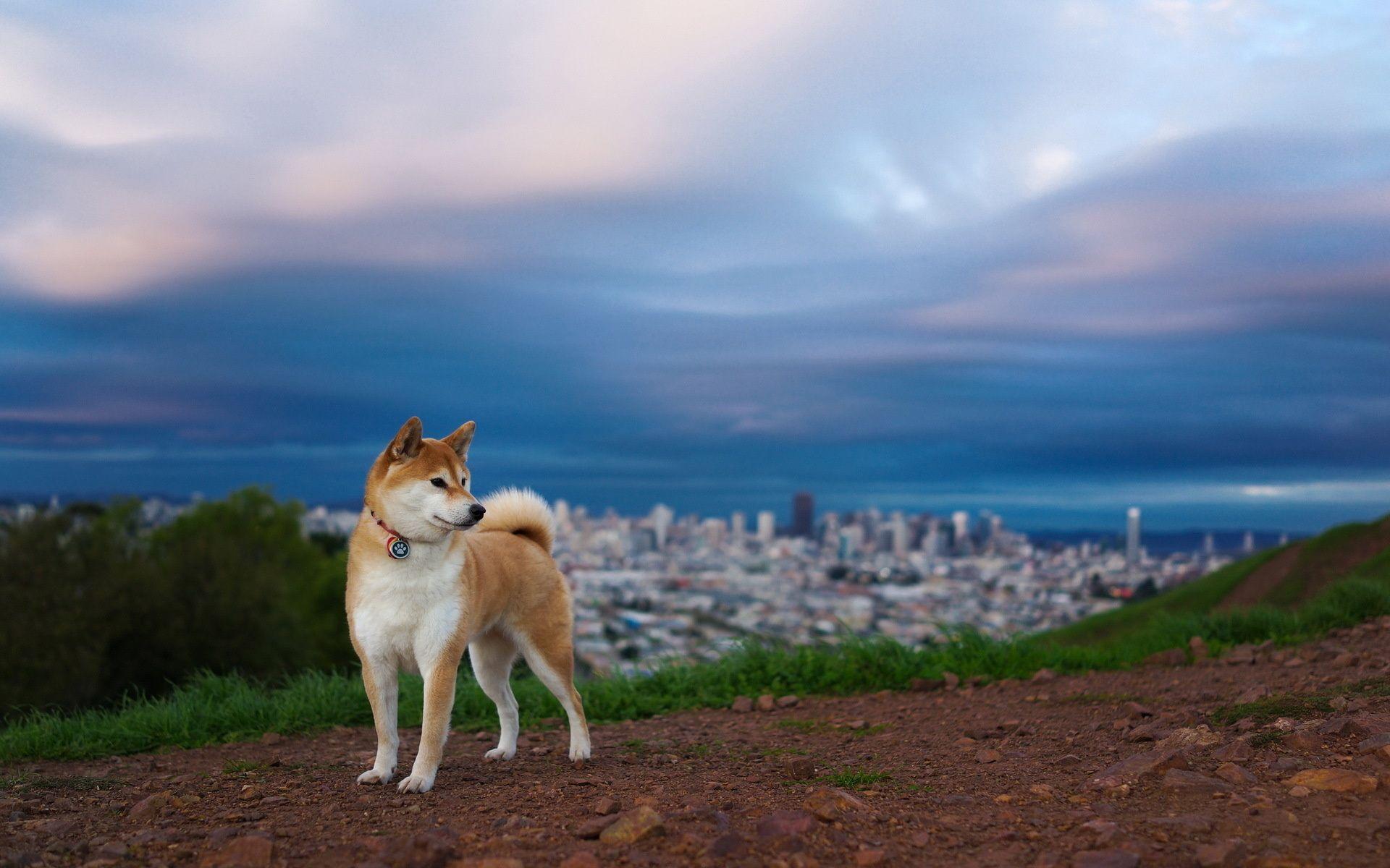Shiba Inu Wallpapers Wallpaper Cave