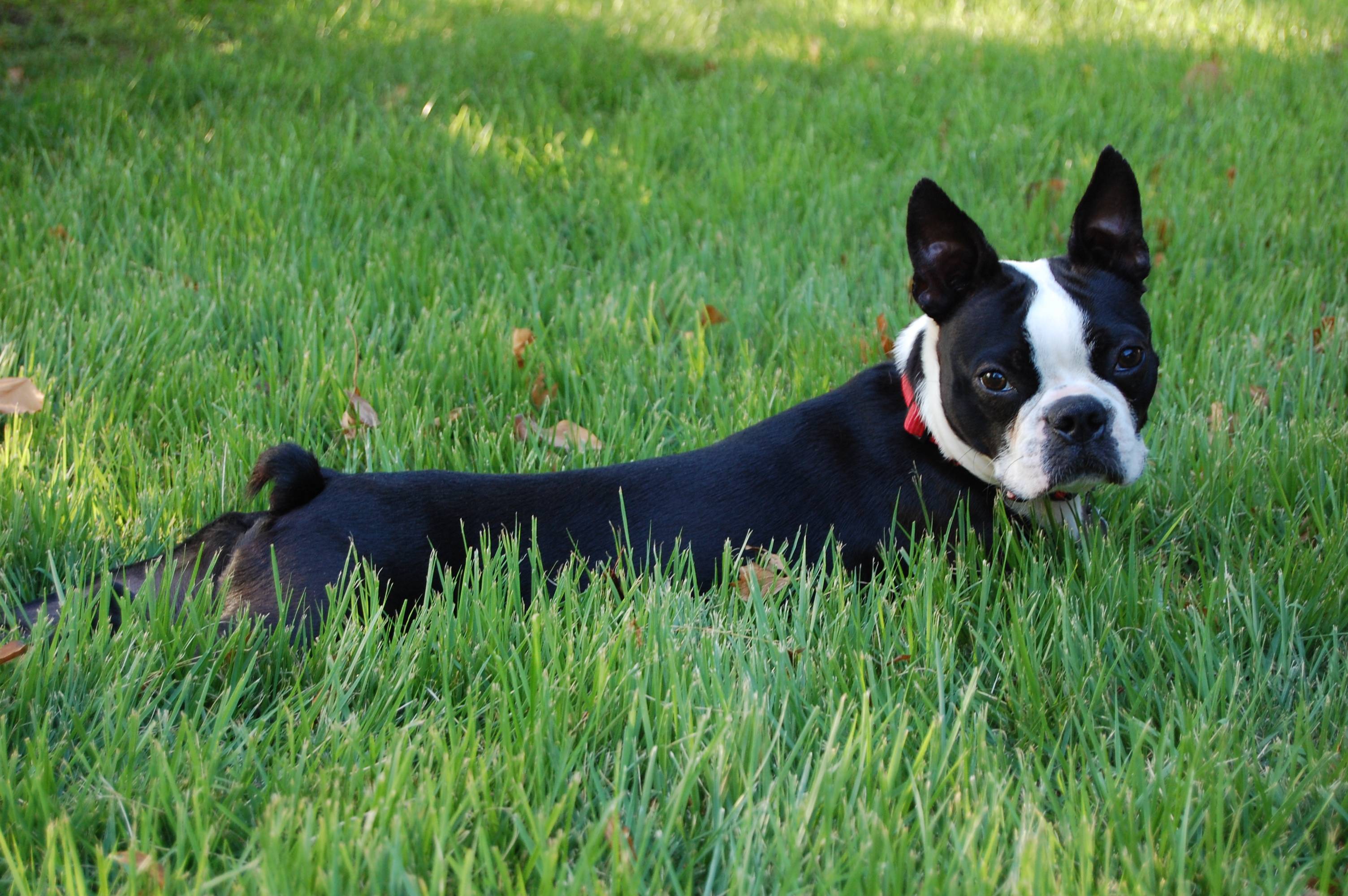Boston Terrier Wallpapers Wallpaper Cave