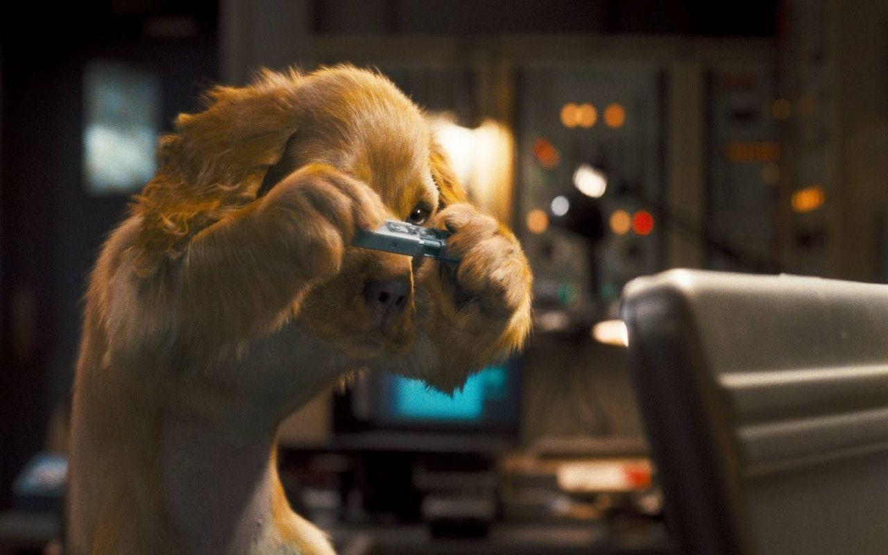 Funny Dogs Wallpapers Wallpaper Cave
