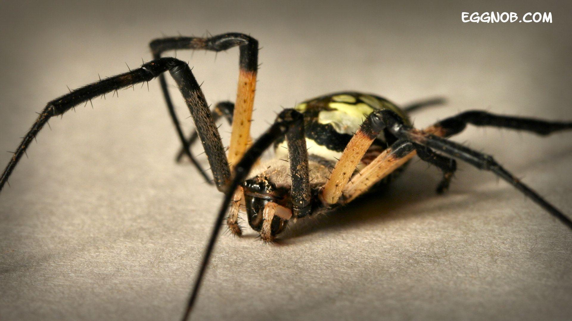 Spider Wallpapers Wallpaper Cave