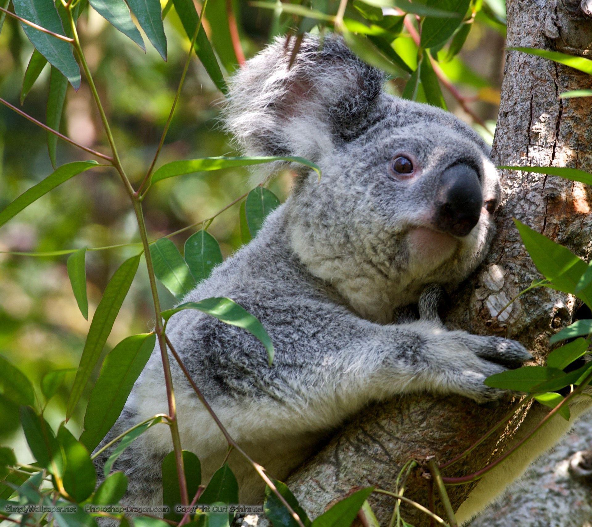Koala Bear Wallpapers Wallpaper Cave