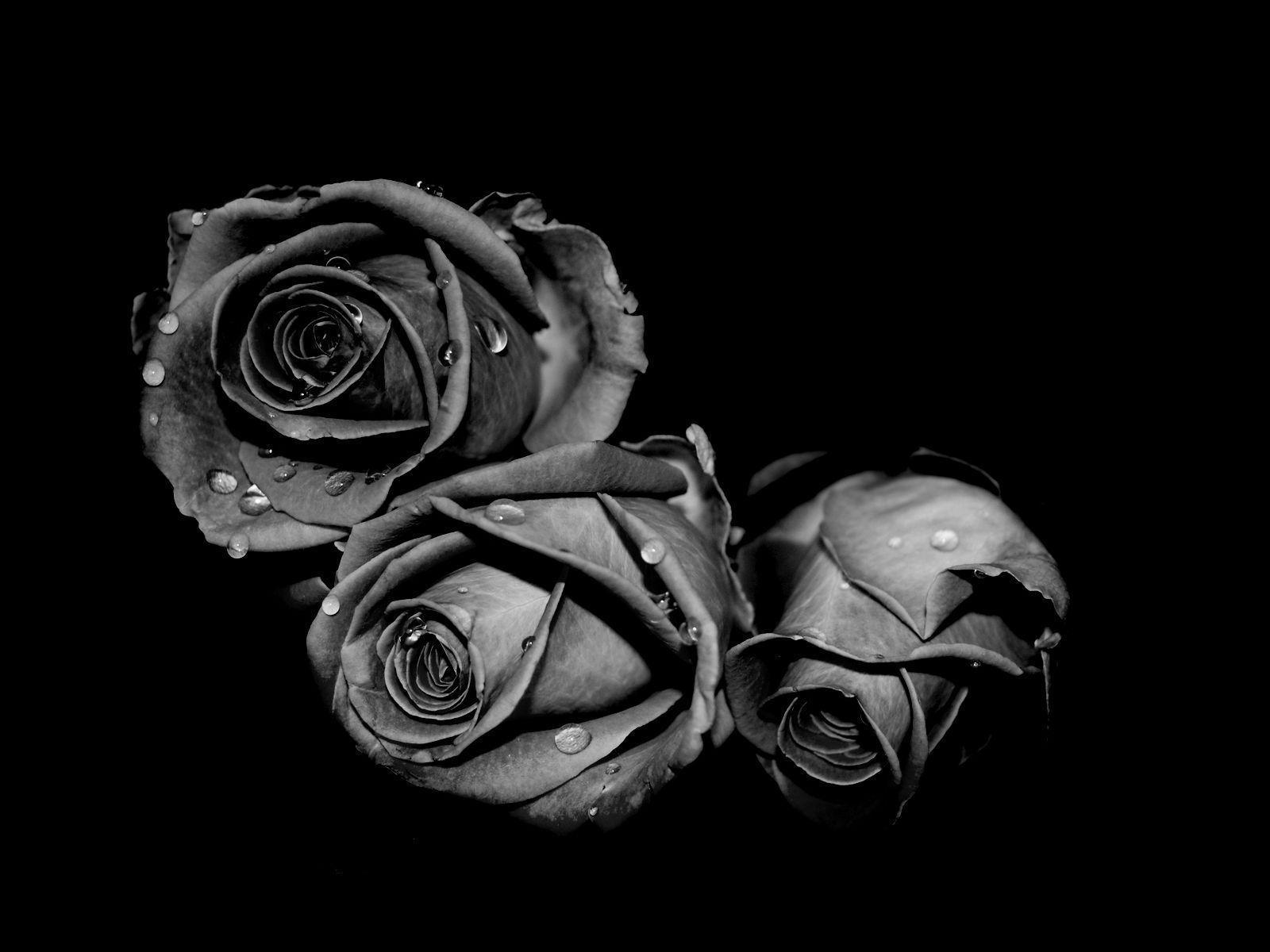 Black Rose Backgrounds Wallpaper Cave