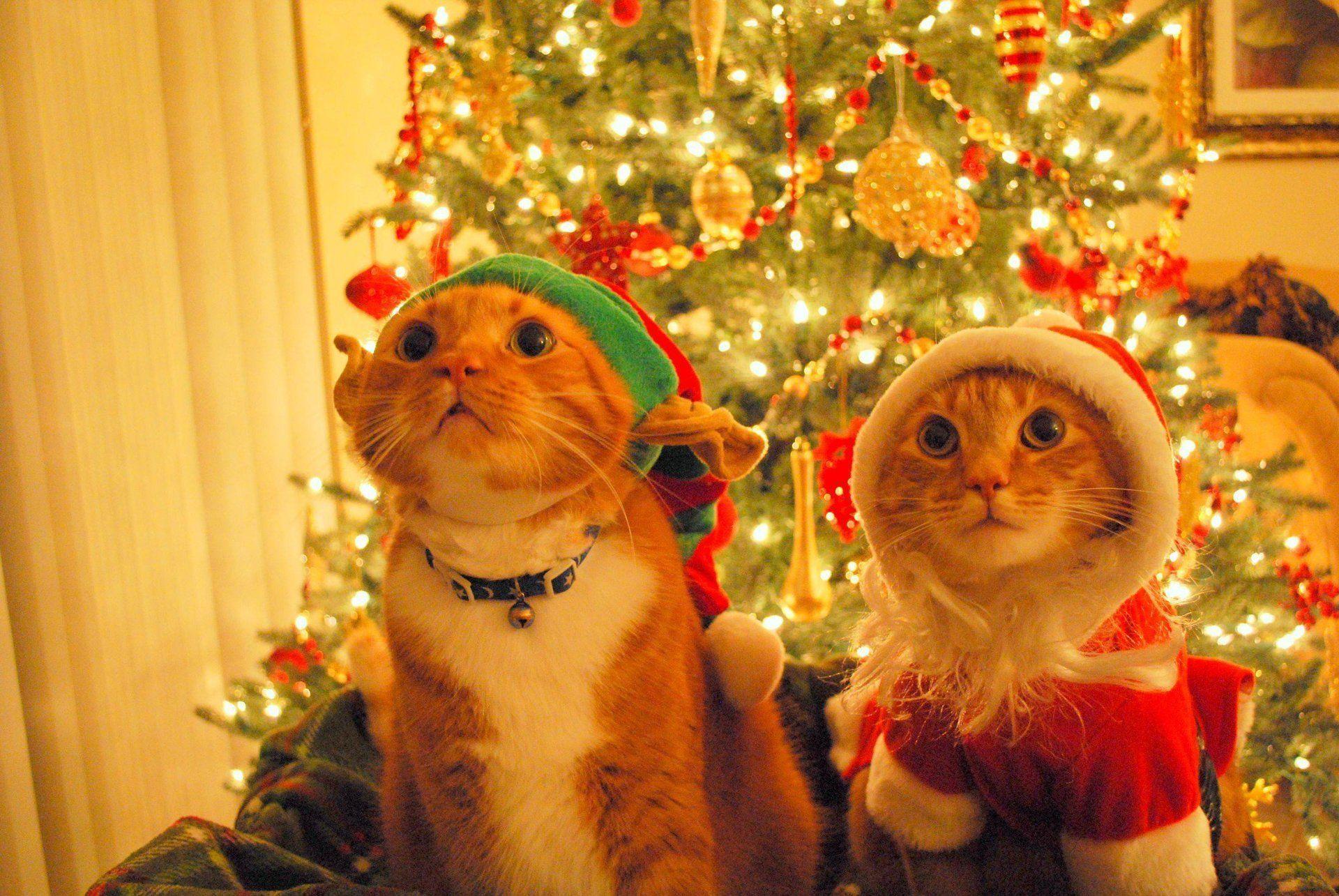 Christmas Cat Wallpapers Wallpaper Cave