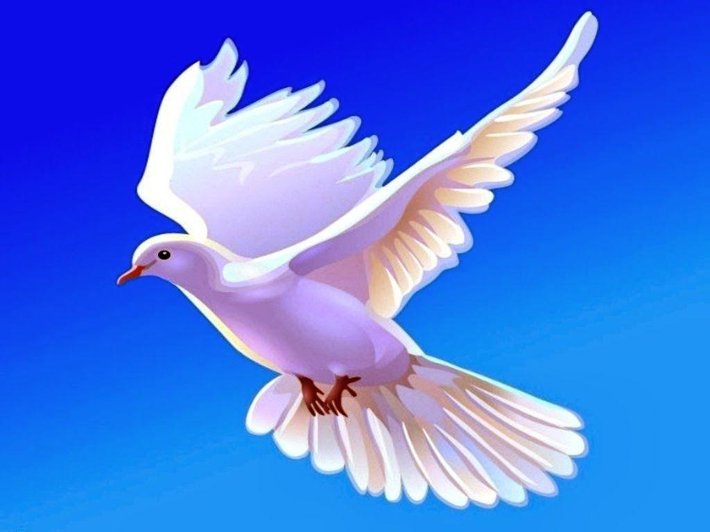 Dove Wallpapers Wallpaper Cave