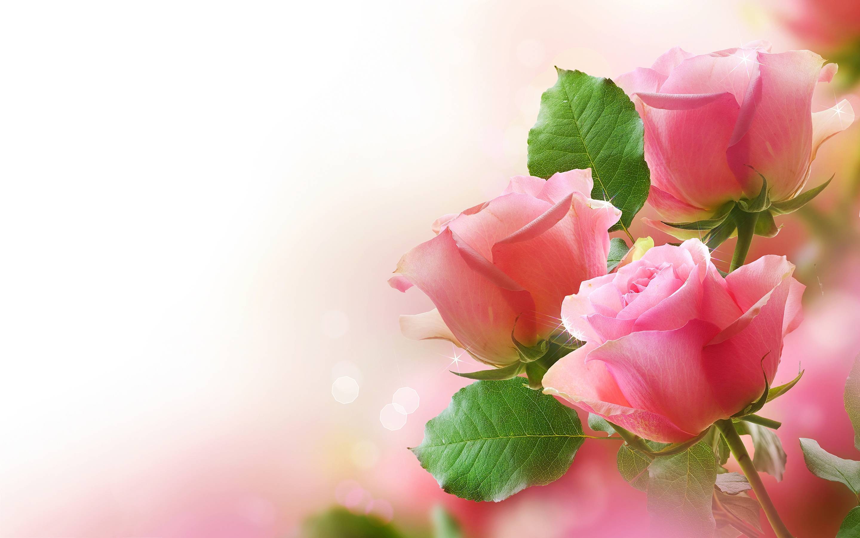 Pink Rose Wallpapers Wallpaper Cave