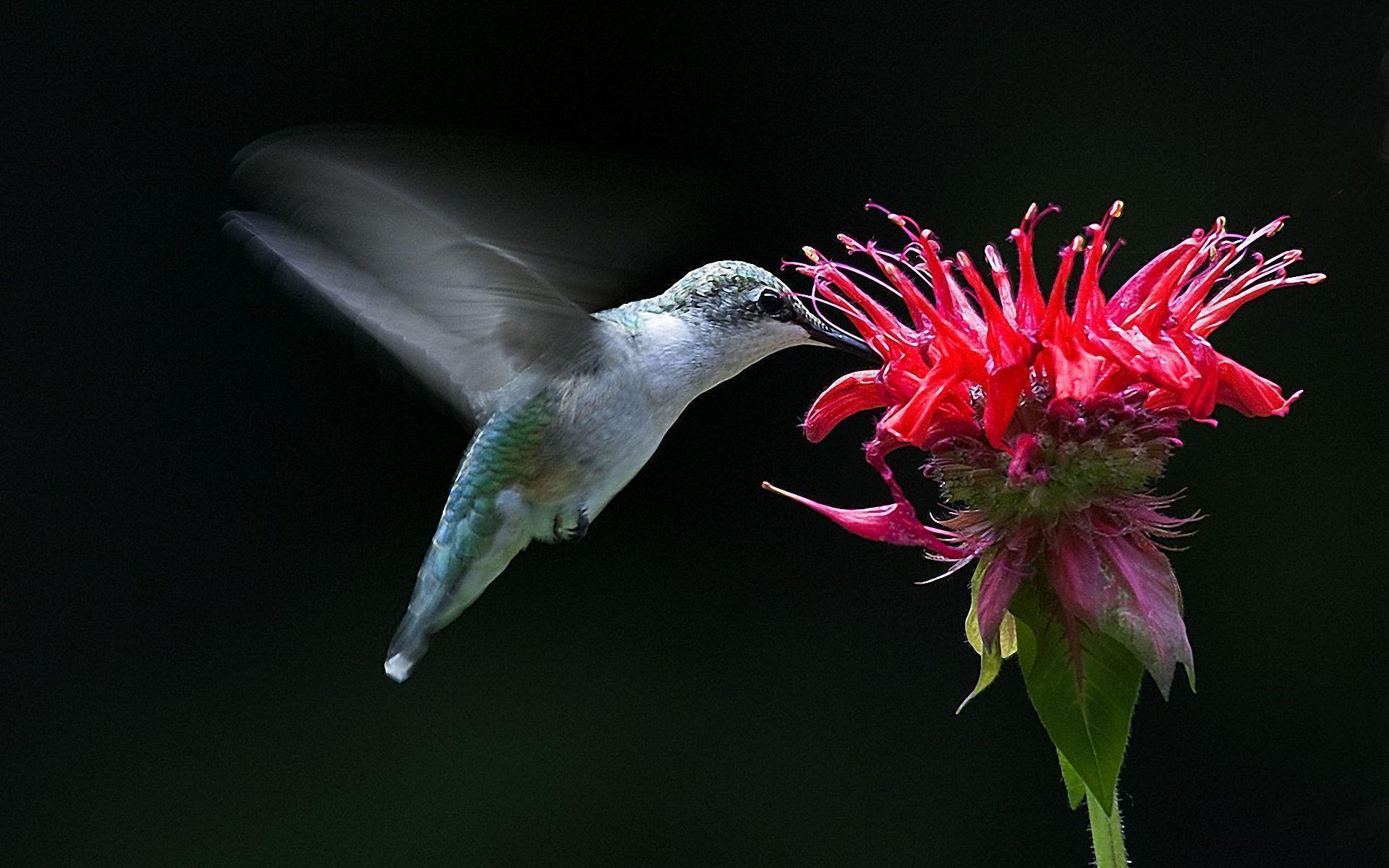 Hummingbirds Wallpapers Wallpaper Cave