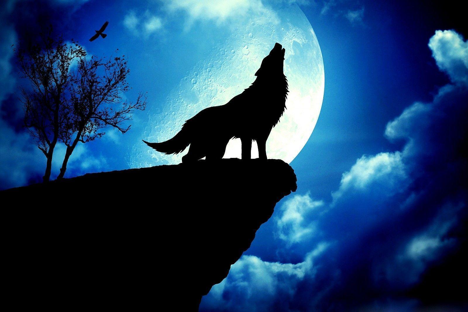 Dark Wolf Wallpapers Wallpaper Cave