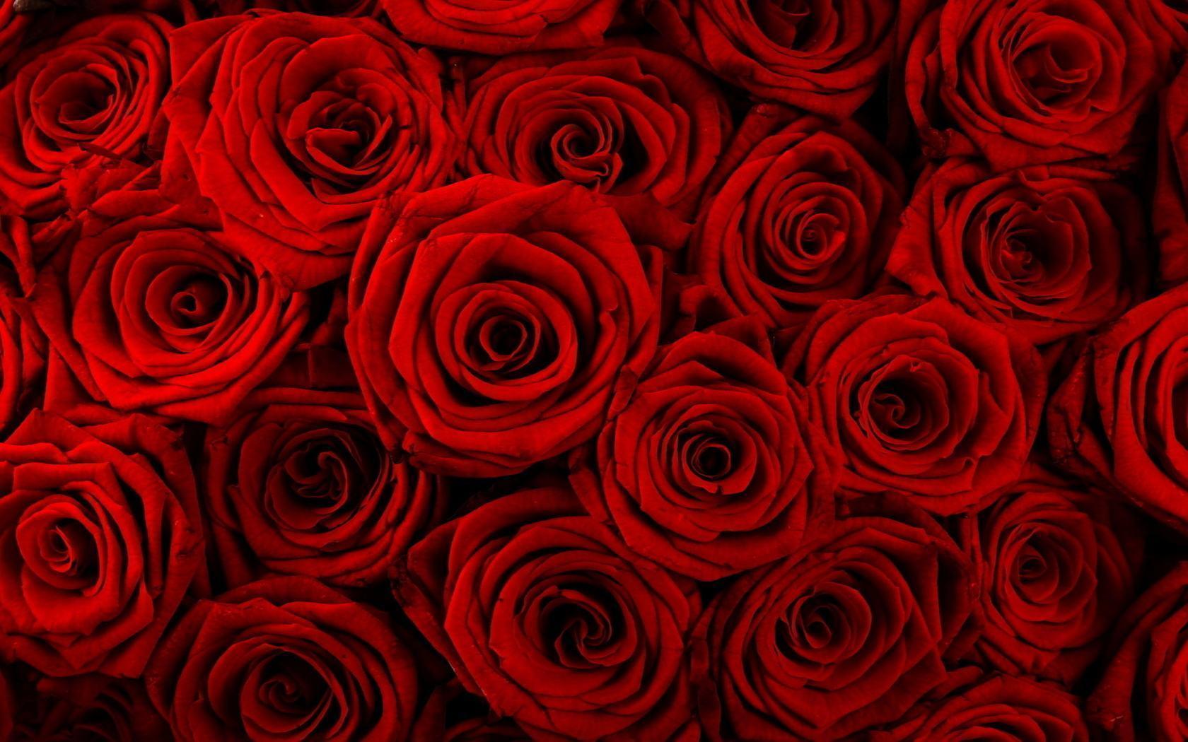 Red Flowers Backgrounds Wallpaper Cave