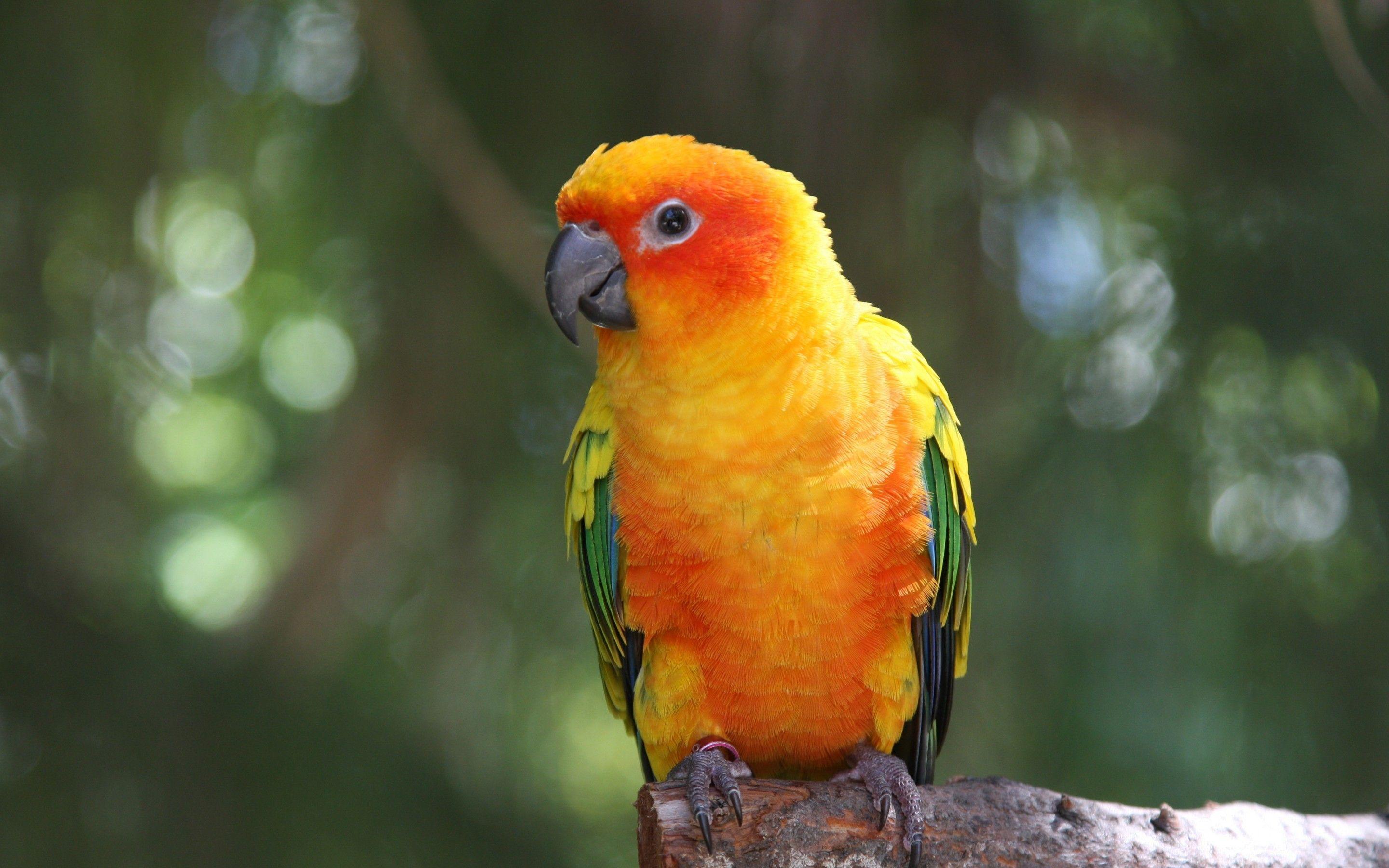 Parrot Wallpapers Wallpaper Cave