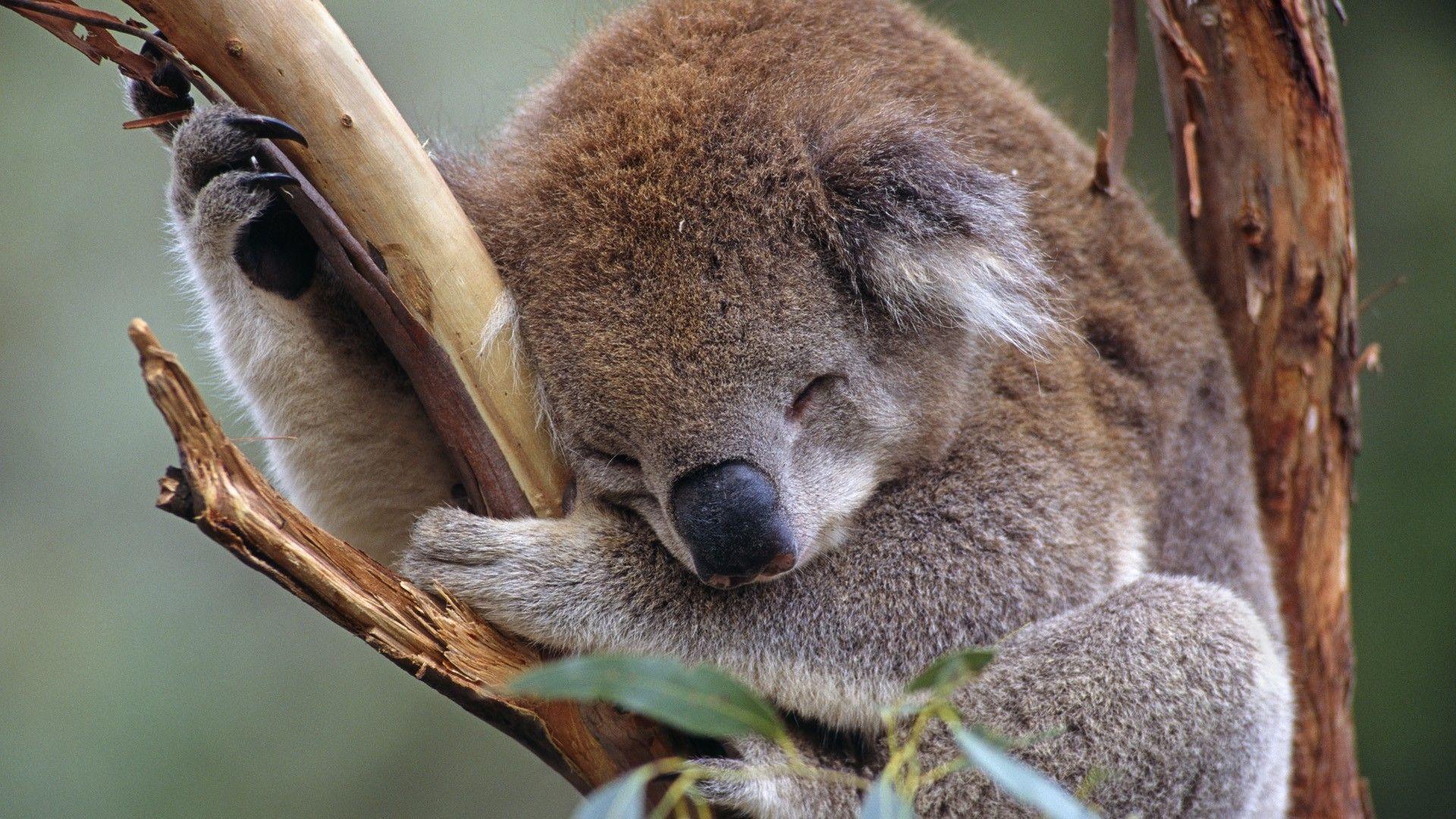 Koala Wallpapers Wallpaper Cave
