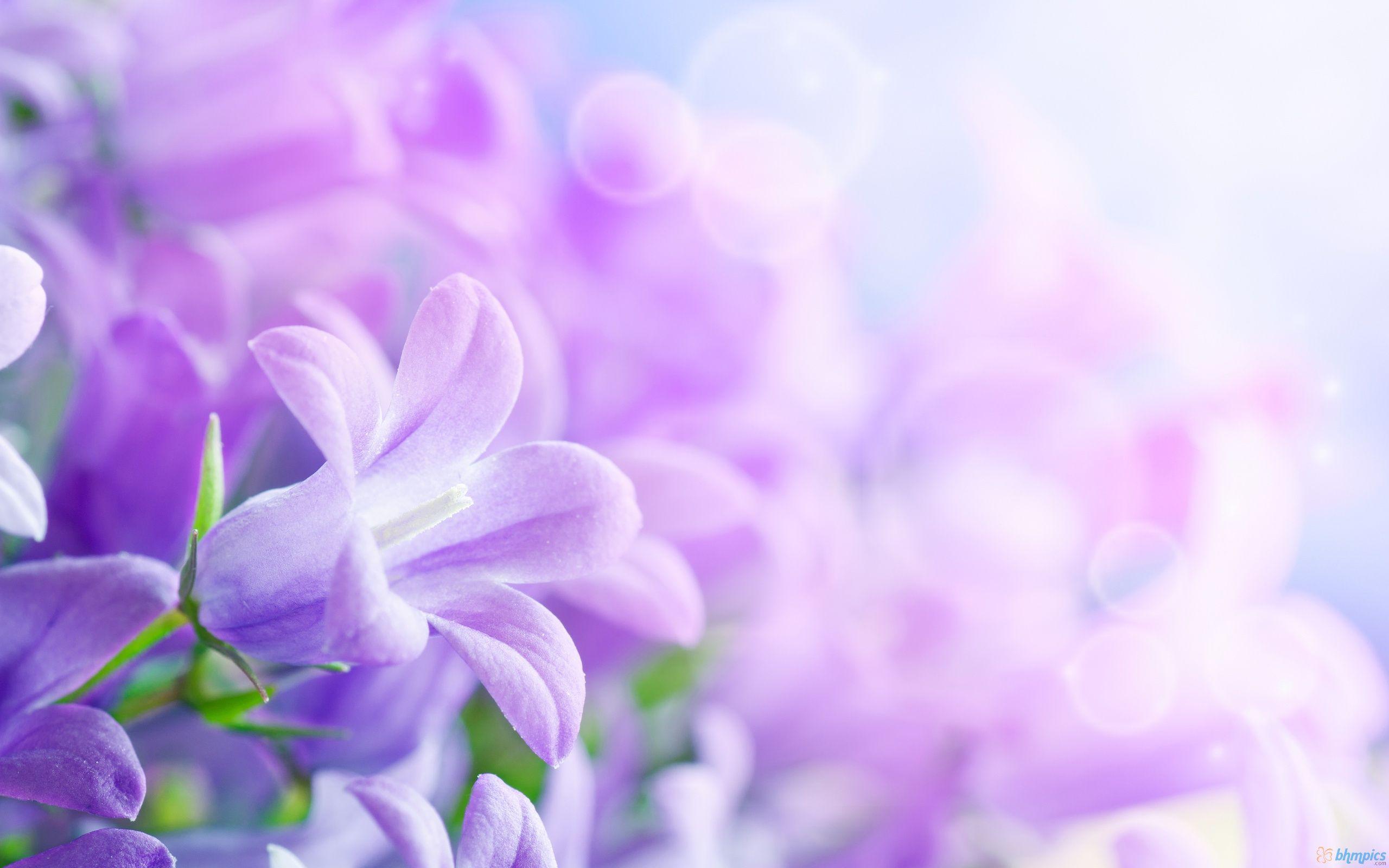 Purple Flowers Backgrounds Wallpaper Cave