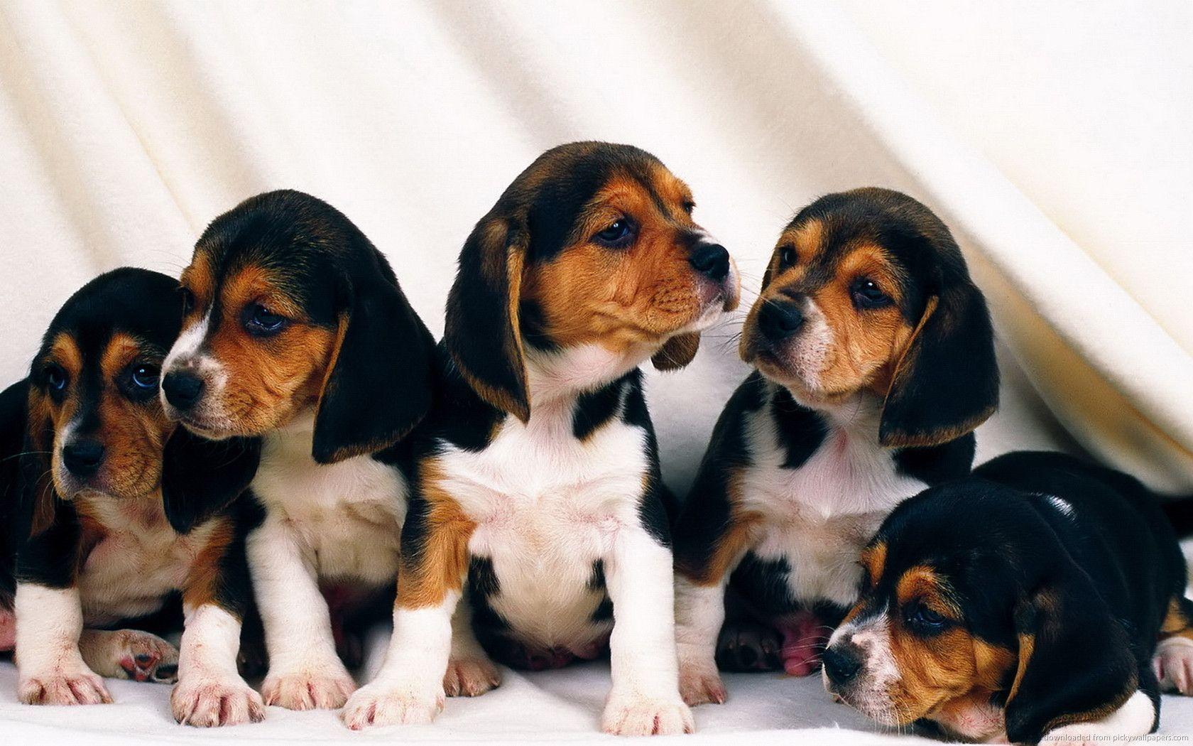 Beagle Puppy Wallpapers Wallpaper Cave