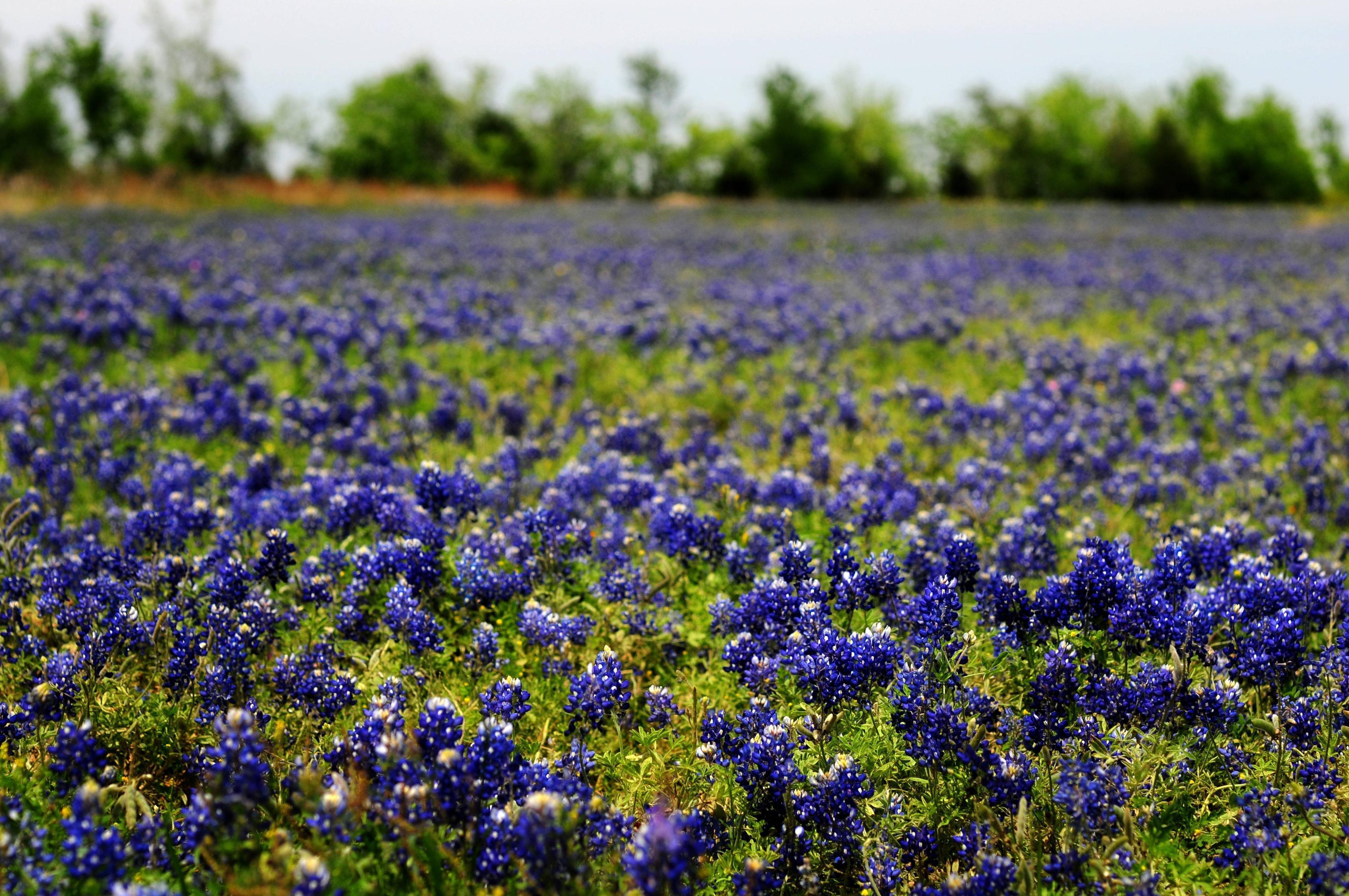 Wallpapers Wallpaper Cave