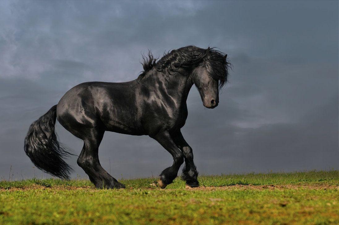 Friesian Horse Wallpapers Wallpaper Cave