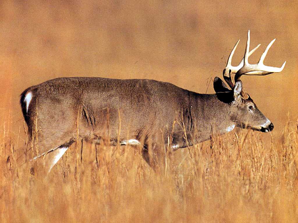 Whitetail Deer Backgrounds Wallpaper Cave