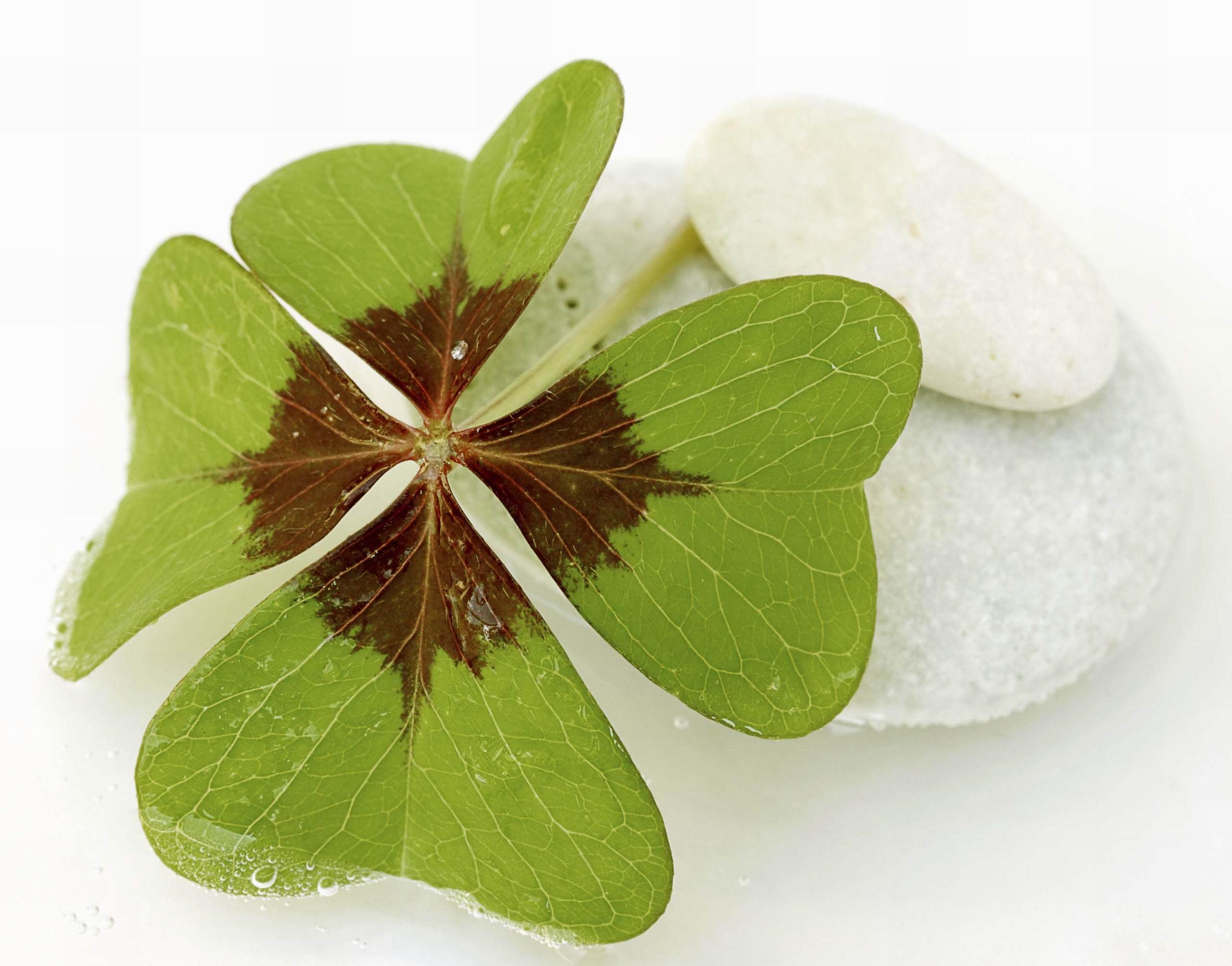 Four Leaf Clover Wallpapers Wallpaper Cave